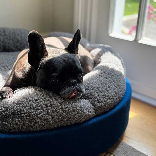 best dog breeds for seniors